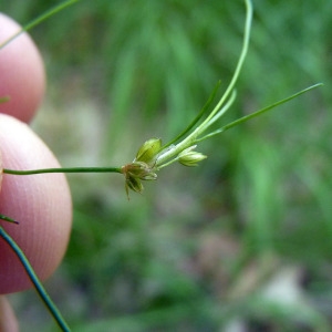 Photographie n°162181 du taxon Juncus bulbosus L. [1753]