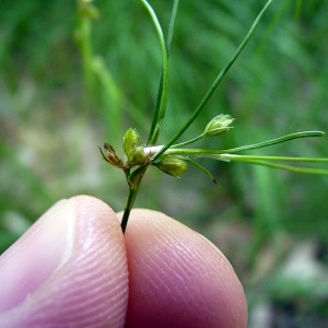 Photographie n°162183 du taxon Juncus bulbosus L. [1753]