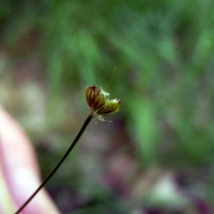 Photographie n°162184 du taxon Juncus bulbosus L. [1753]