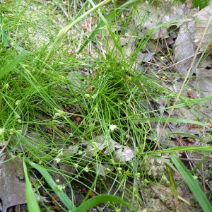 Photographie n°162185 du taxon Juncus bulbosus L. [1753]