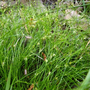 Photographie n°162186 du taxon Juncus bulbosus L. [1753]