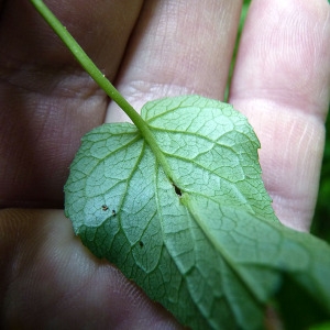 Photographie n°162190 du taxon Phyteuma spicatum L. [1753]