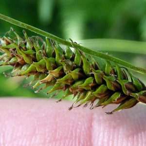  - Carex laevigata Sm. [1800]
