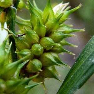  - Carex viridula subsp. oedocarpa (Andersson) B.Schmid [1983]