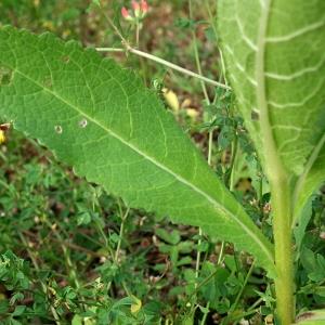 Photographie n°162213 du taxon Verbascum virgatum Stokes [1787]