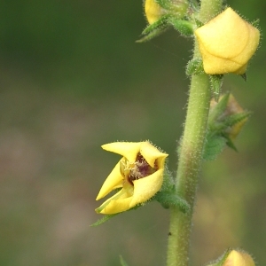 Photographie n°162214 du taxon Verbascum virgatum Stokes [1787]