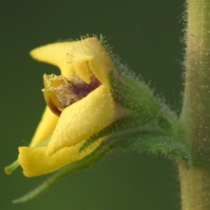 Verbascum glabrum Willd. (Molène effilée)