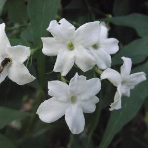 Jasminum affine Carrière (Jasmin blanc)