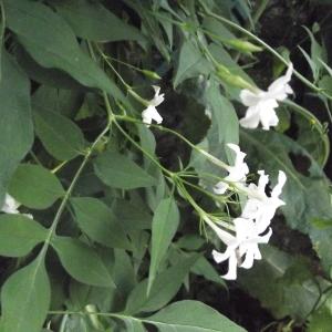  - Jasminum officinale L. [1753]