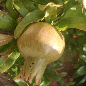 Photographie n°162242 du taxon Punica granatum L. [1753]