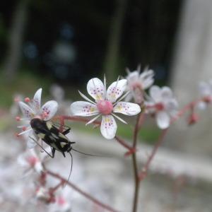 Geum umbrosum (L.) Moench (Saxifrage de l'ombre)