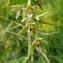  Daniel Cahen - Epipactis helleborine subsp. helleborine