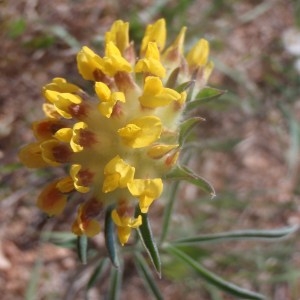 Photographie n°162268 du taxon Anthyllis vulneraria L. [1753]