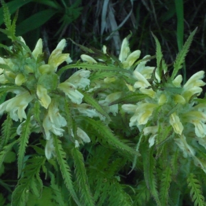 Photographie n°162429 du taxon Pedicularis foliosa L. [1767]