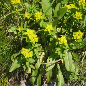 Photographie n°162433 du taxon Euphorbia flavicoma subsp. verrucosa (Fiori) Pignatti [1973]