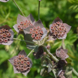 Photographie n°162436 du taxon Bupleurum longifolium L. [1753]