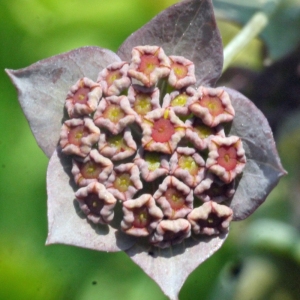 Photographie n°162440 du taxon Bupleurum longifolium L. [1753]