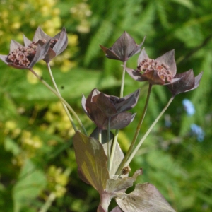 Bupleurum longifolium L. (Buplèvre à feuilles allongées)