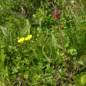 Photographie n°162449 du taxon Geum rivale L. [1753]