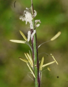 Liliane Roubaudi, le  9 juillet 2013 (Laveissenet (flanc Nord du Puy Mary))