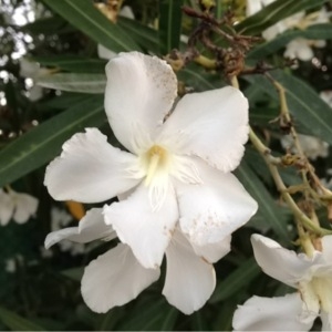 Photographie n°162471 du taxon Nerium oleander L. [1753]