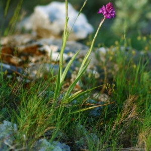 Photographie n°164567 du taxon Anacamptis pyramidalis (L.) Rich. [1817]