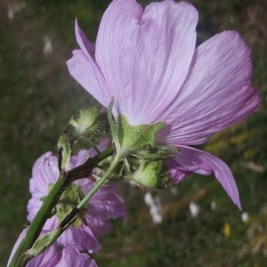 Photographie n°164576 du taxon Malva moschata L. [1753]