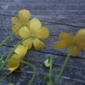 Photographie n°164592 du taxon Ranunculus flammula L. [1753]