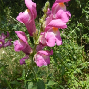 Photographie n°164597 du taxon Antirrhinum majus L. [1753]