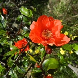 Photographie n°164607 du taxon Punica granatum L. [1753]