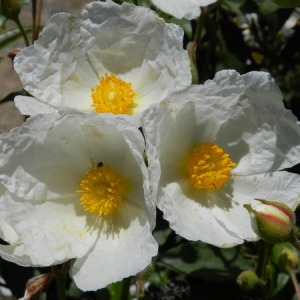 Photographie n°164608 du taxon Cistus laurifolius L. [1753]