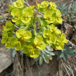 Photographie n°164621 du taxon Euphorbia seguieriana Neck. [1770]