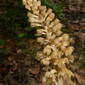 Photographie n°164622 du taxon Neottia nidus-avis (L.) Rich. [1817]