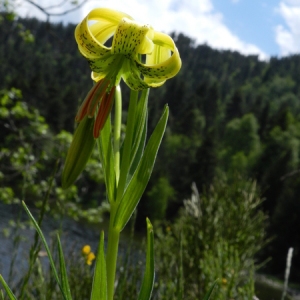 Photographie n°164624 du taxon Lilium pyrenaicum Gouan