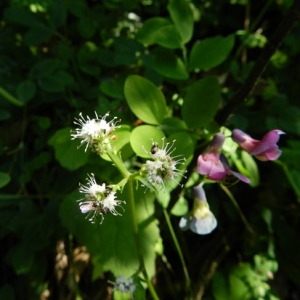 Photographie n°164629 du taxon Sanicula europaea L. [1753]