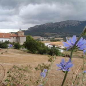 Photographie n°164634 du taxon Cichorium intybus L. [1753]