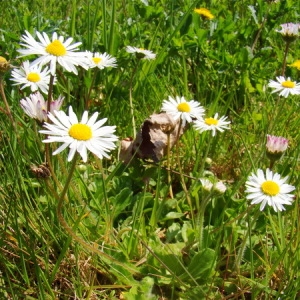 Photographie n°164635 du taxon Bellis perennis L. [1753]