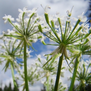 Photographie n°164651 du taxon Myrrhis odorata (L.) Scop. [1771]