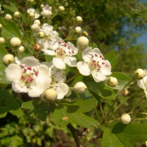 Photographie n°164667 du taxon Crataegus monogyna Jacq. [1775]