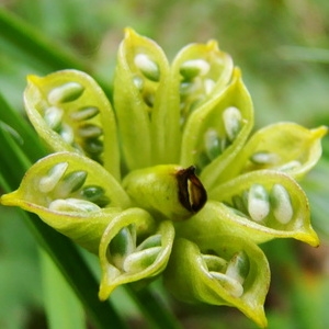 Photographie n°164670 du taxon Caltha palustris L. [1753]