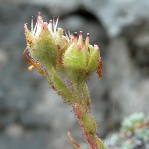 Photographie n°164679 du taxon Saxifraga aretioides Lapeyr. [1801]