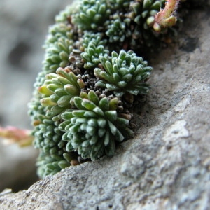 Photographie n°164680 du taxon Saxifraga aretioides Lapeyr. [1801]