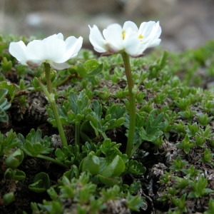 Photographie n°164686 du taxon Ranunculus alpestris L. [1753]