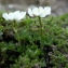  Claude FIGUREAU - Ranunculus alpestris L. [1753]