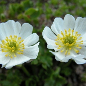  - Ranunculus alpestris L. [1753]