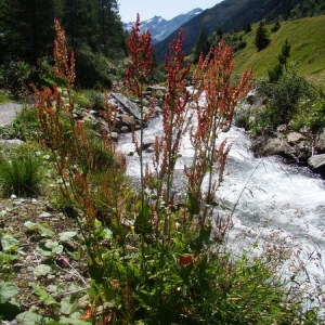 Photographie n°164735 du taxon Rumex arifolius All. [1773]