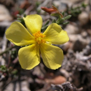 Photographie n°164748 du taxon Fumana procumbens (Dunal) Gren. & Godr. [1847]