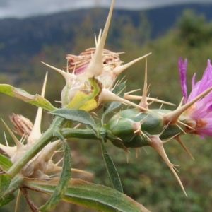 Photographie n°164778 du taxon Centaurea calcitrapa L. [1753]