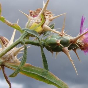 Photographie n°164782 du taxon Centaurea calcitrapa L. [1753]