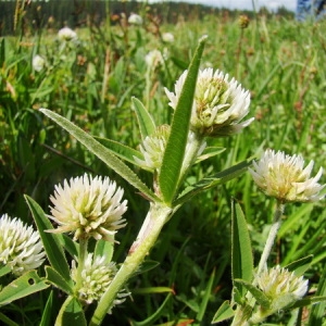 Photographie n°164791 du taxon Trifolium montanum L. [1753]